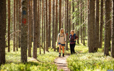 Miksi metsä, Kalevala, musiikki, taito ja yhteistyö?